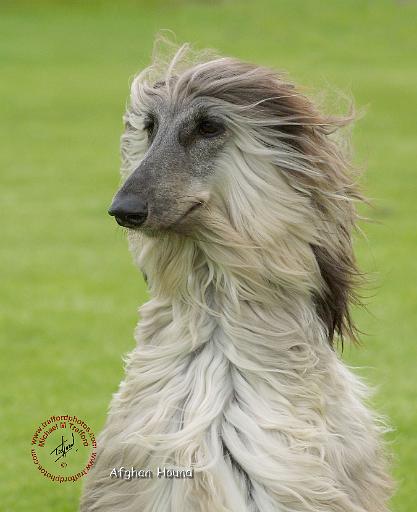 Afghan Hound 9R086D-062.JPG